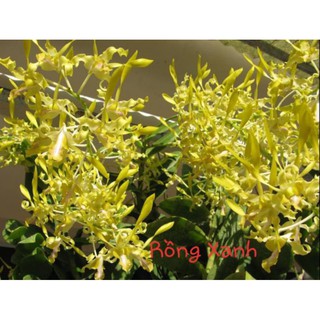 Dendro Nắng Rồng Xanh Cây Đẹp, Siêng Hoa