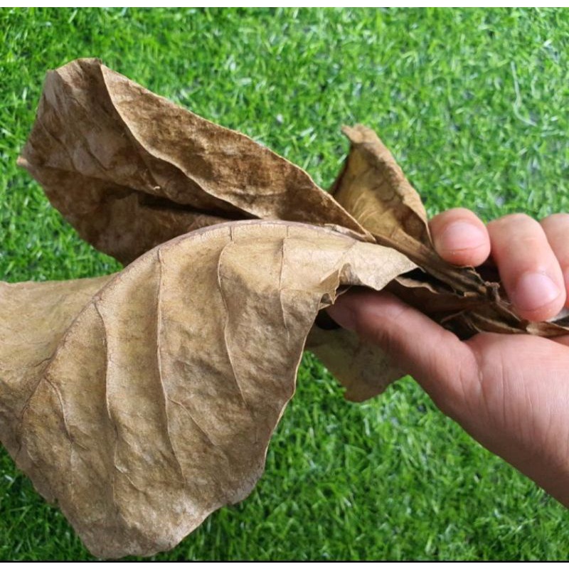 giúp cá cảnh chánh các loại bệnh viêm nắm cá(vatdungtuankha)