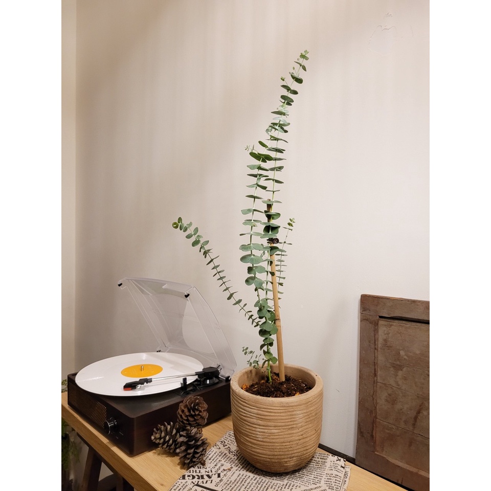 Cây Khuynh Diệp Lá Bạc - Baby Blue Eucalyptus