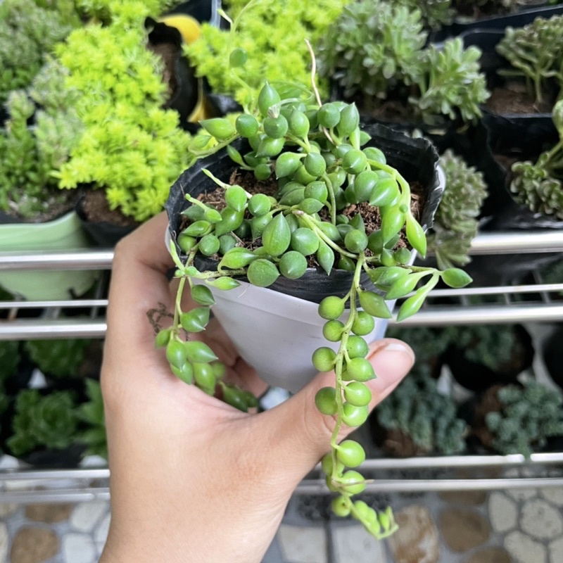 Sen Đá Giọt Nước - size Bầu , thích nắng nhẹ
