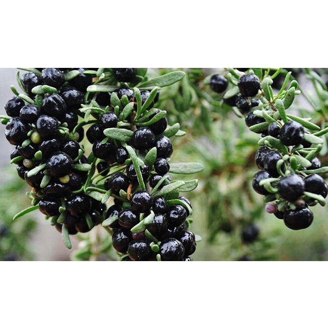 Hạt Giống Hắc Kỷ Tử - Black GojiBerry  KNS1286 - Gói 50 hạt