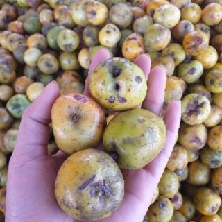 Táo mèo Điện Biên