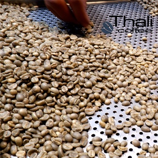 1,5kg cà phê sạch, arabica cầu đât