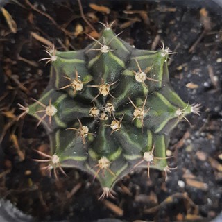 Gymno Vân SP- Gymnocalycium mihanovichii  ( 4.1cm - 4.5 cm )_( Vườn Xương rồng EXOTICACTUS )
