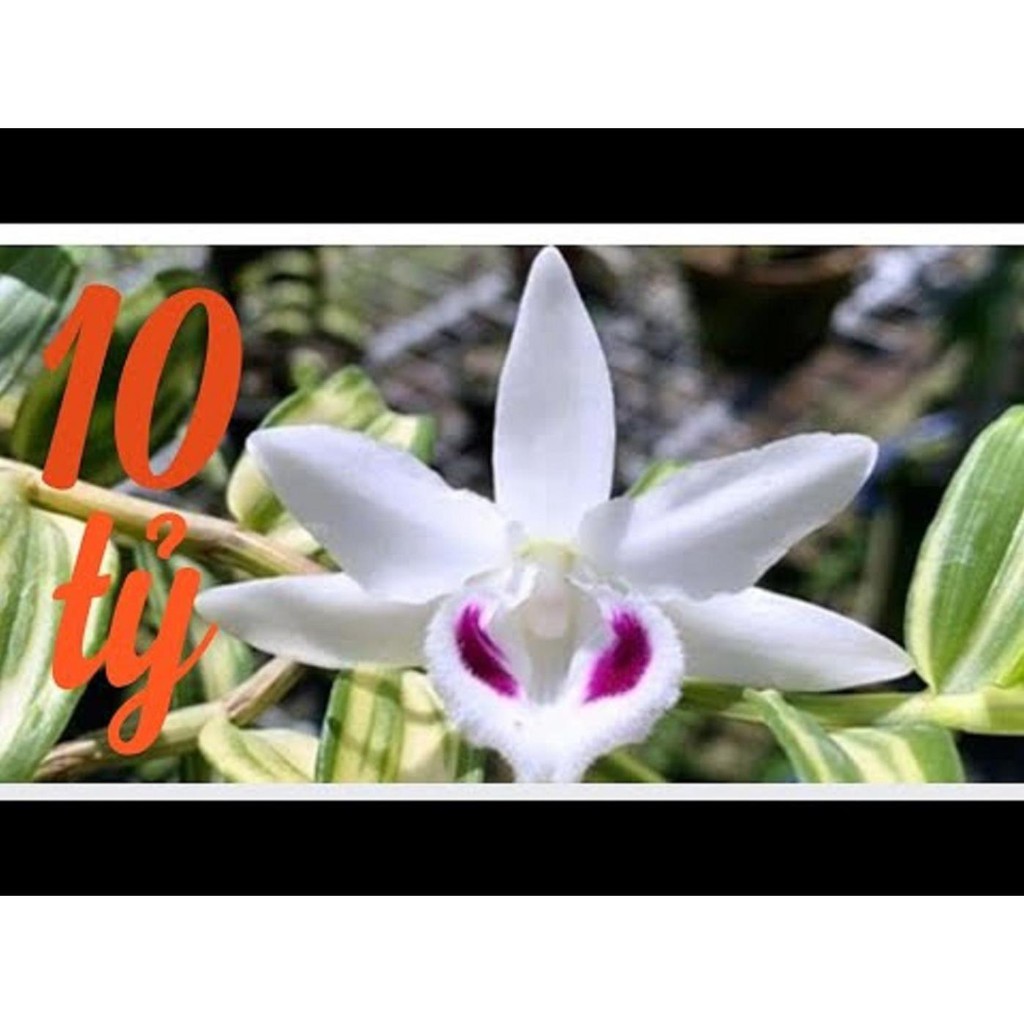 Cốc phi điệp 5 cánh trắng NGƯỜI ĐẸP BÌNH DƯƠNG (5ct)- hàng gieo hạt - hoa xổ số - hoa siêu đẹp giá rẻ