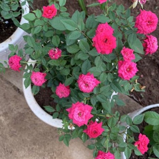 caykiengsadec - Hồng tỉ muội tặng phân bón - hoa kiểng lá - trang trí nội thất - cây phong thủy