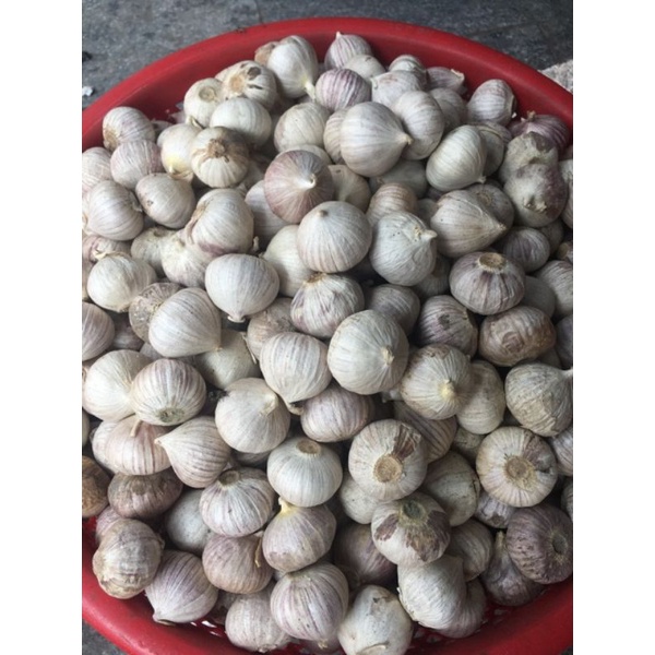 Tỏi cô đơn 1kg size lớn