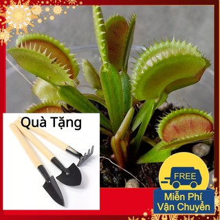 Hạt Giống Cây Bẫy Kẹp Tặng Bộ Dụng Cụ Mini Trồng Cây Tặng Bộ Dụng Cụ Mini Trồng Cây