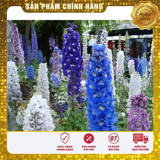 Hạt Giống Hoa Phi Yến Mix 100 Hạt