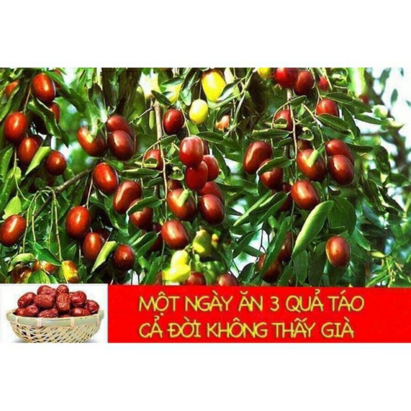 1kg táo đỏ khô tân cương