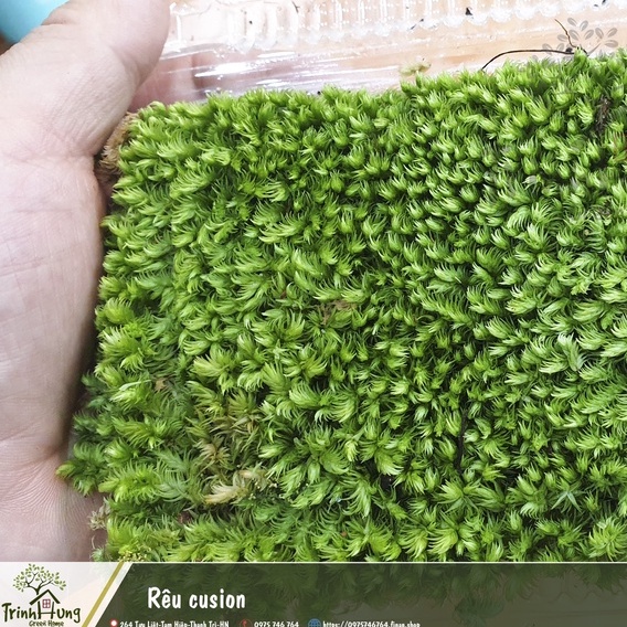Rêu cusion khỏe, đẹp.Set tiểu cảnh, bán cạn, Terrarium