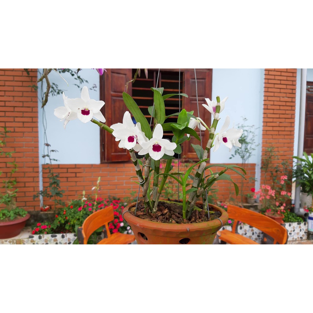 1 CÂY LAN DENZO hoa nở quanh năm HOA THƠM ĐẸP