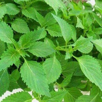 Hạt giống rau kinh giới (tặng kèm phân)