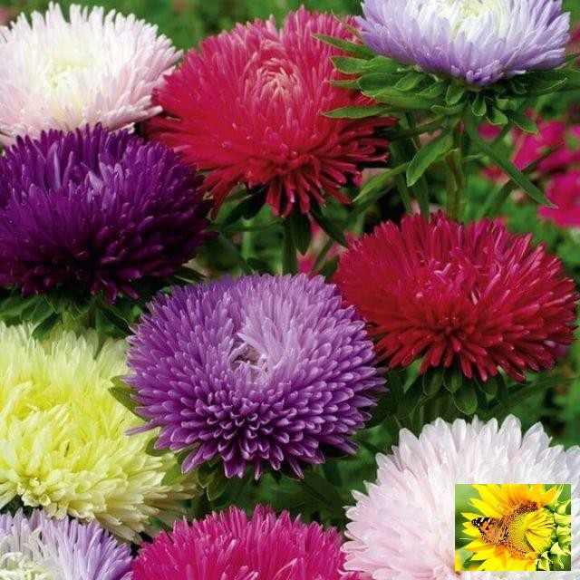 Gói 50 hạt giống hoa cúc magic- cúc Đài loan - Mix màu (Callistephus chinensis