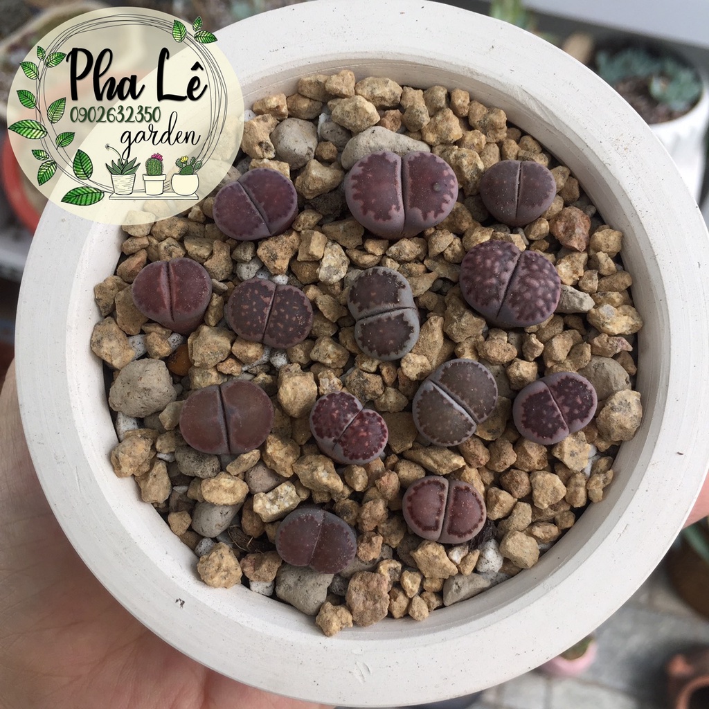 1 cây sen mông tím tròn 0.7cm-1cm-1,5cm-2cm, giá tại vườn/ lithops