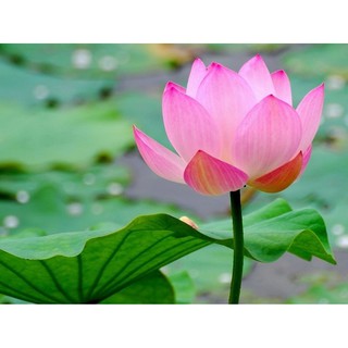 5 Hạt giống hoa Sen Ta(Hồ Tây)