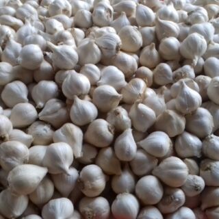 Tỏi Phan rang loại nhỏ 500g