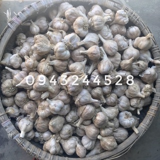 TỎI HẢI DƯƠNG
