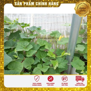 Hạt giống Bí Siêu Ngọn 20gram [Bán Sỉ]