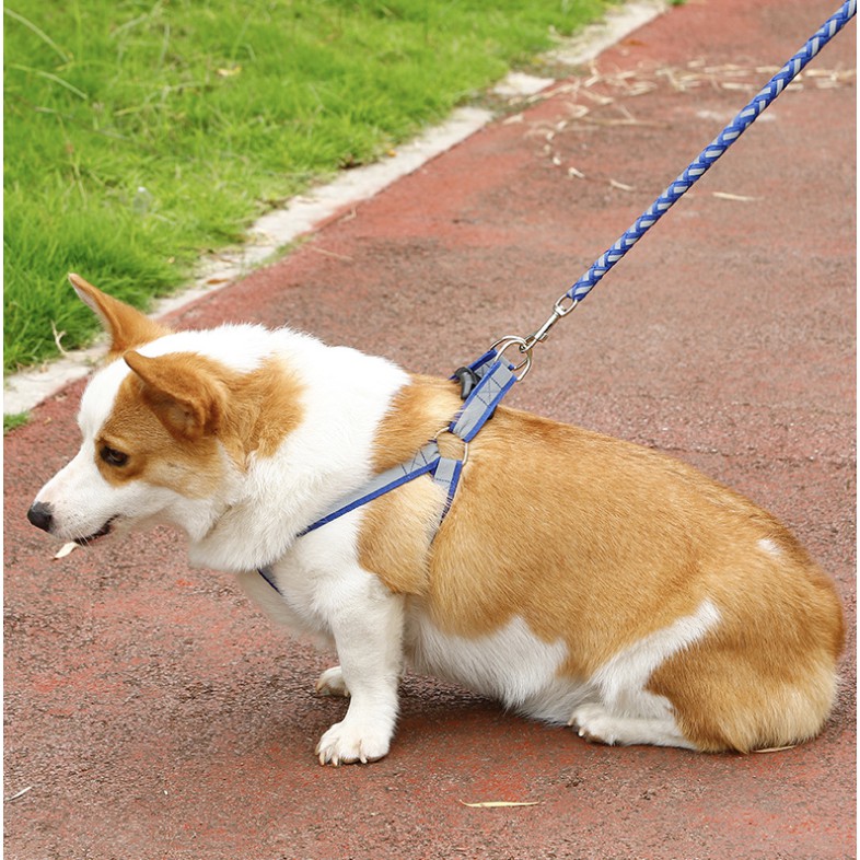 Dây dắt chó mèo lớn phản quang đi dạo 1.5cm 7kg 15kg, phụ kiện dẫn thú cưng Con Mèo Xiêm
