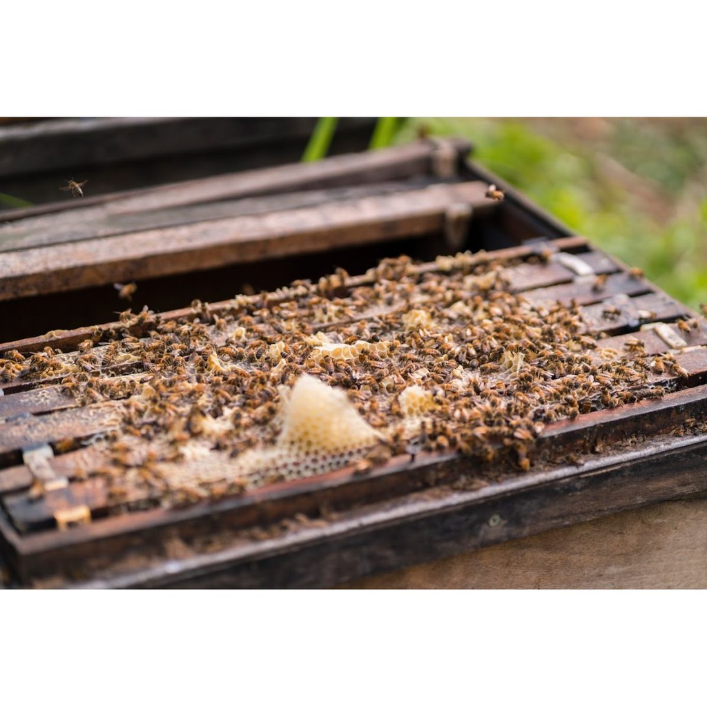 [Mã SKAMLTSM9 giảm 10% đơn 99K] Mật ong nguyên chất Rừng Nhiệt Đới 700g - Mật ong rừng nguyên chất