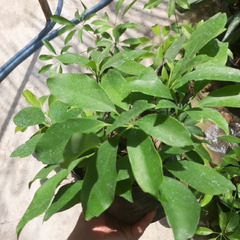 Cây ngũ gia bì xanh
