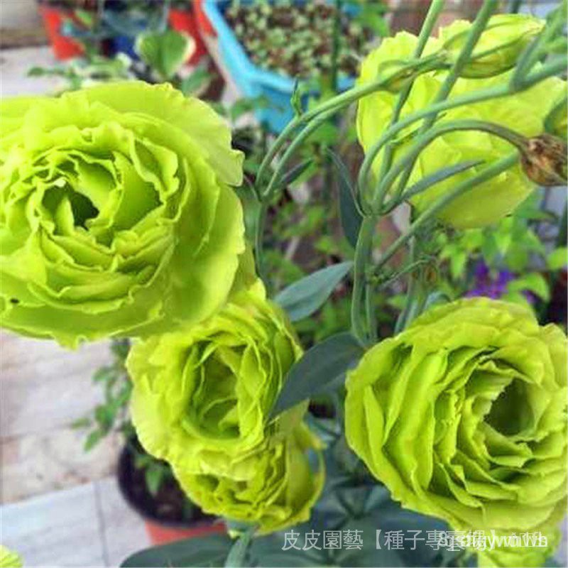 Hạt giống hoa cát tường chuông cắt cánh kép hạt giống cây lâu năm 50h