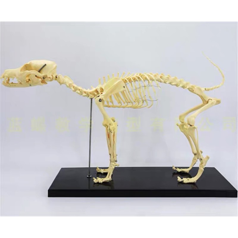 Bộ mô hình khung xương chó dành cho thú y