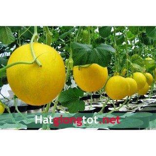 Hạt giống dưa kim hoàng hậu