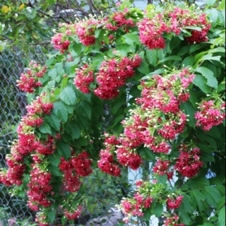 Hoa Sử Quân Tử ( Hoa Jun )