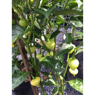 Chậu cây Ớt kiểng Biquinho cây trưởng thành - Trang Flower
