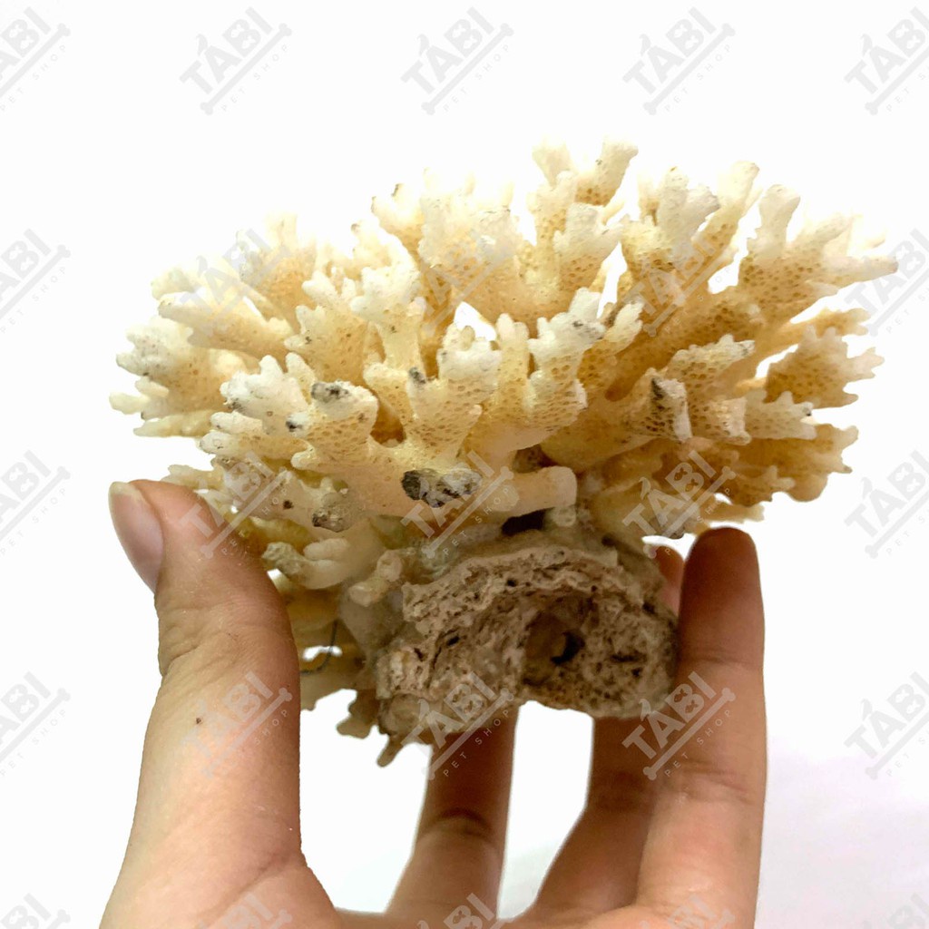 Chùm Bông San Hô Đá Setup Hồ Cá - San Hồ Trang Trí Hồ Cá