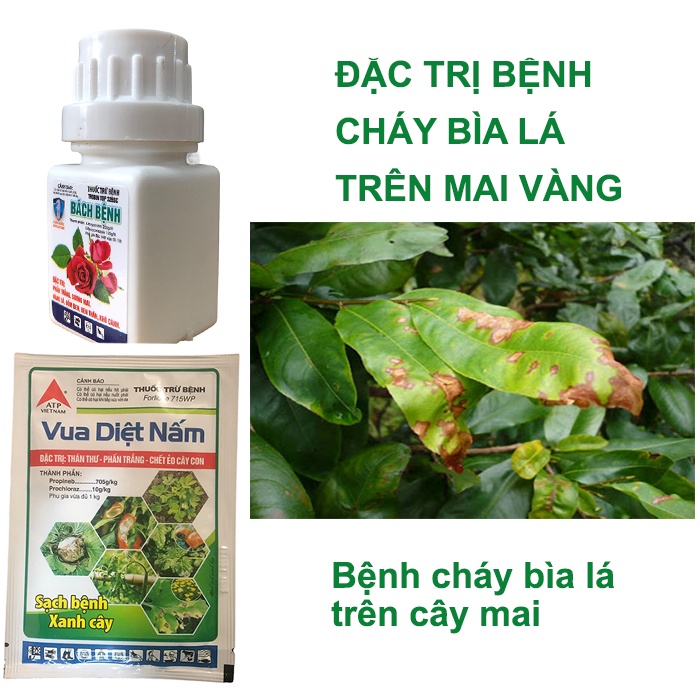 Đặc hiệu trừ bệnh cháy bìa lá trên cây mai; Cháy bìa lá trên mai vàng; Trừ bệnh cháy bìa lá Bách bệnh 15ml+ VDN 18g