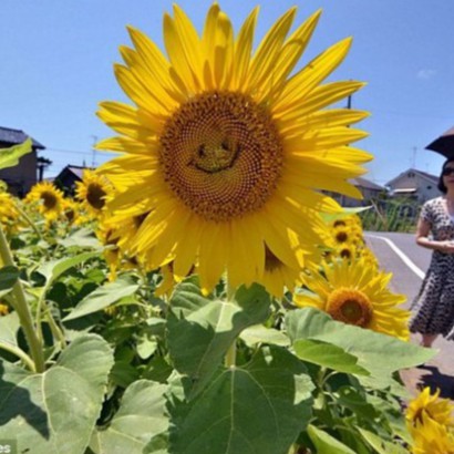 Hạt Giống Hoa Hướng Dương Mặt Cười (gói 150 hạt, tặng phân)