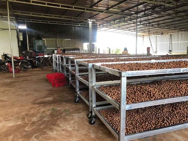 Hạt macca đắc lắc sấy khô tách kẽ loại 1