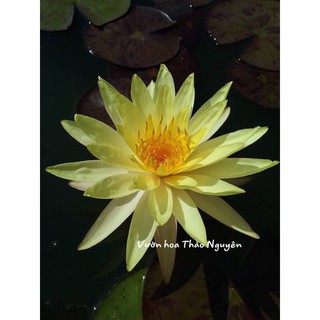 [RẺ VÔ ĐỊCH] hoa súng màu vàng Pinwaree Đ-04(Khách không đặt được hàng vui lòng liên hệ shop em ạ)