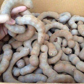 CÂY GIỐNG ME THÁI NGỌT(tặng kèm phân bón)