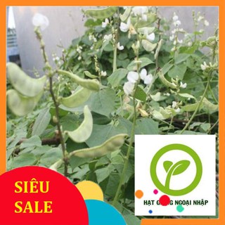 Hạt giống đậu ván xanh thân leo 10 hạt HAT F1