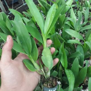 Denro nắng vàng