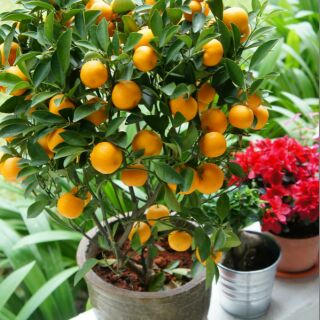 Cây tắc chua (quất, hạnh) hình cuối