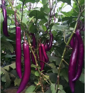 Hạt giống cà tím siêu dài Đài Loan 1 gói 0,3gr -HGT