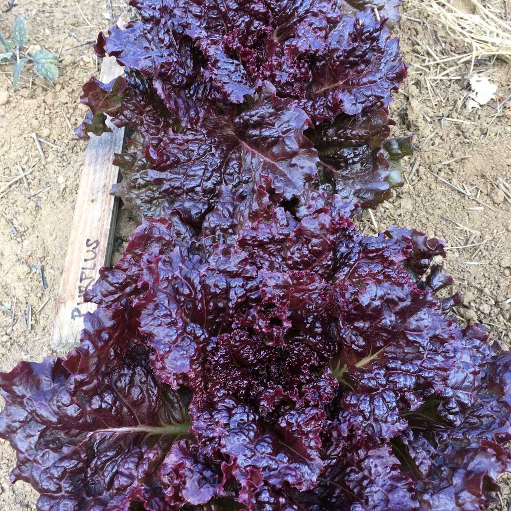 HẠT GIỐNG XÀ LÁCH ĐỎ MONTANA F1_ CHUẨN MÀU, BẢO HÀNH 12 THÁNG