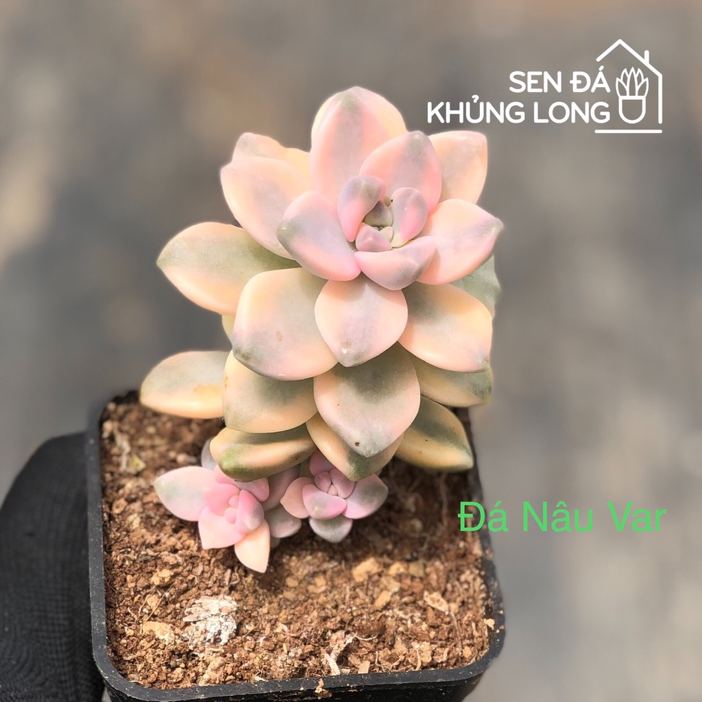 sen đá nâu var - graptoveria titubans variegated