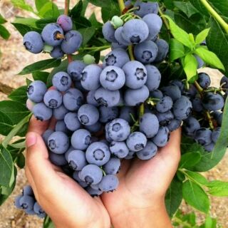 Cây việt quất nhập khẩu. Cao sản quả to.