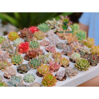 Sen đá vĩ hơn 30 loại .( ngẫu nhiên 1 cây )