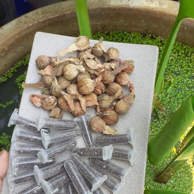 Hạt Giống KÈO NÈO, TAI TƯỢNG, CÙ NÈO - GÓI 0,1 GRAM-