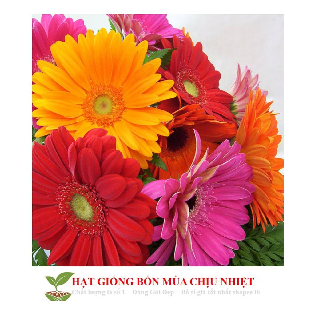 GÓI 100 HẠT GIỐNG HOA ĐỒNG TIỀN MIX ĐẾN MÙA TRỒNG TẾT luckyseed hạt siêu rẻ