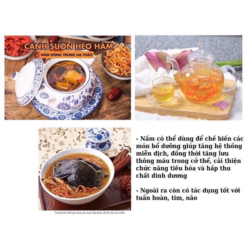 Nấm đông trùng hạ thảo cao cấp sỉ