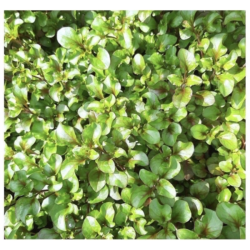 Xà lách Xoong Nhật- xà lách xoong lá tía