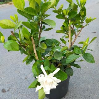 Cây 🌲 Bạch Thiên Hương ...hoa thơm